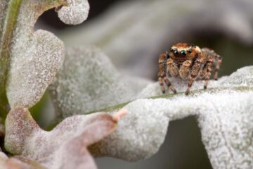 co jedzą pająki zimą