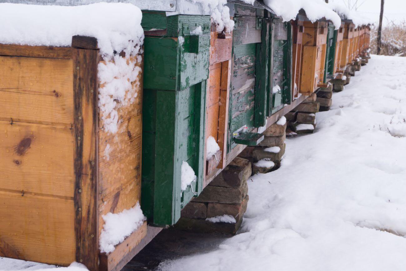 Co jedzą pszczoły zimą? Przewodnik dla zainteresowanych