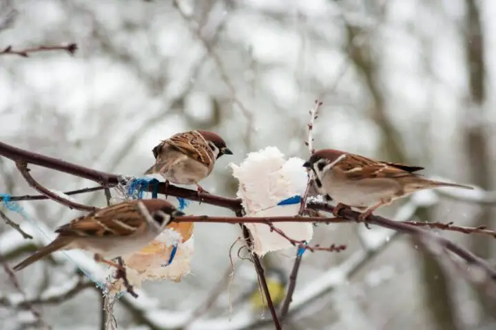 co jedzą ptaki zimą