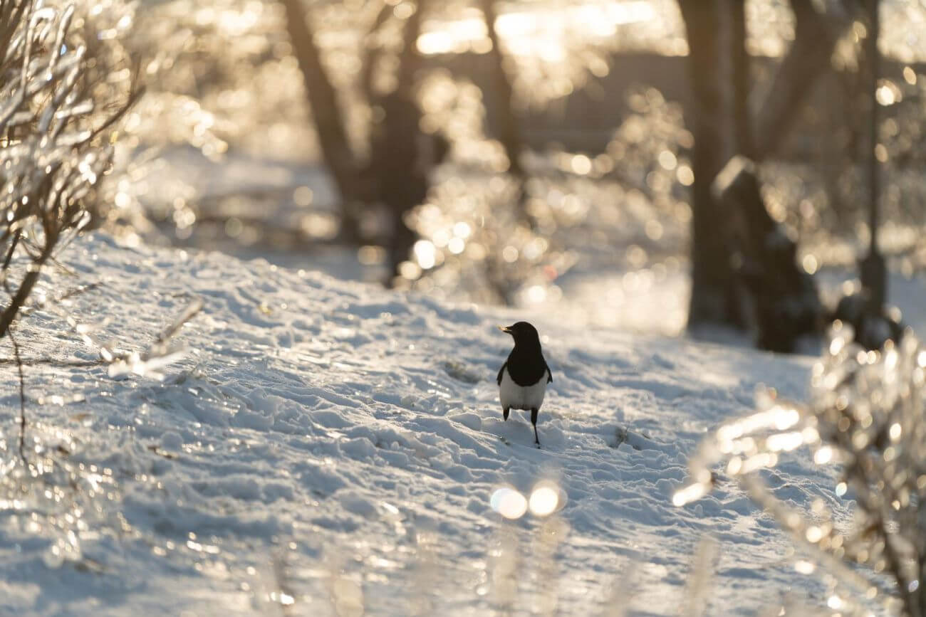 Co jedzą sroki zimą i czy potrzebują pomocy ludzi?