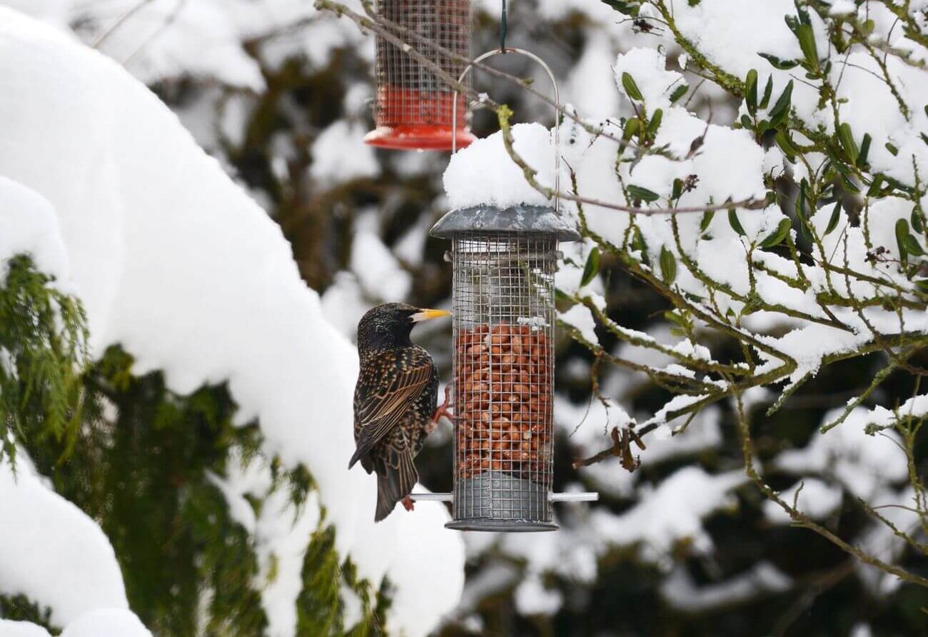 Co jedzą szpaki zimą? Naturalne pożywienie i dokarmianie