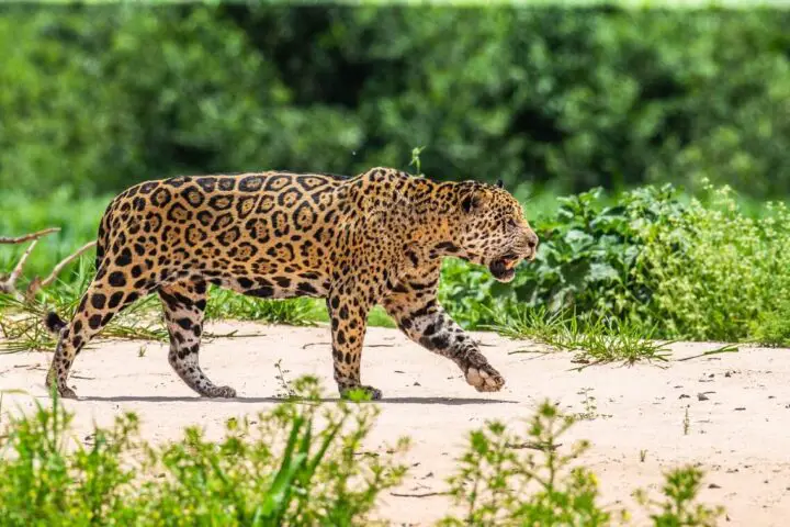 jaguar zwierze
