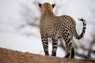 lampart a jaguar