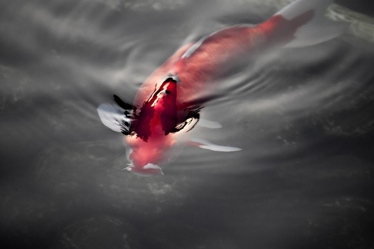 Ryby roślinożerne w akwarium – podstawy hodowli