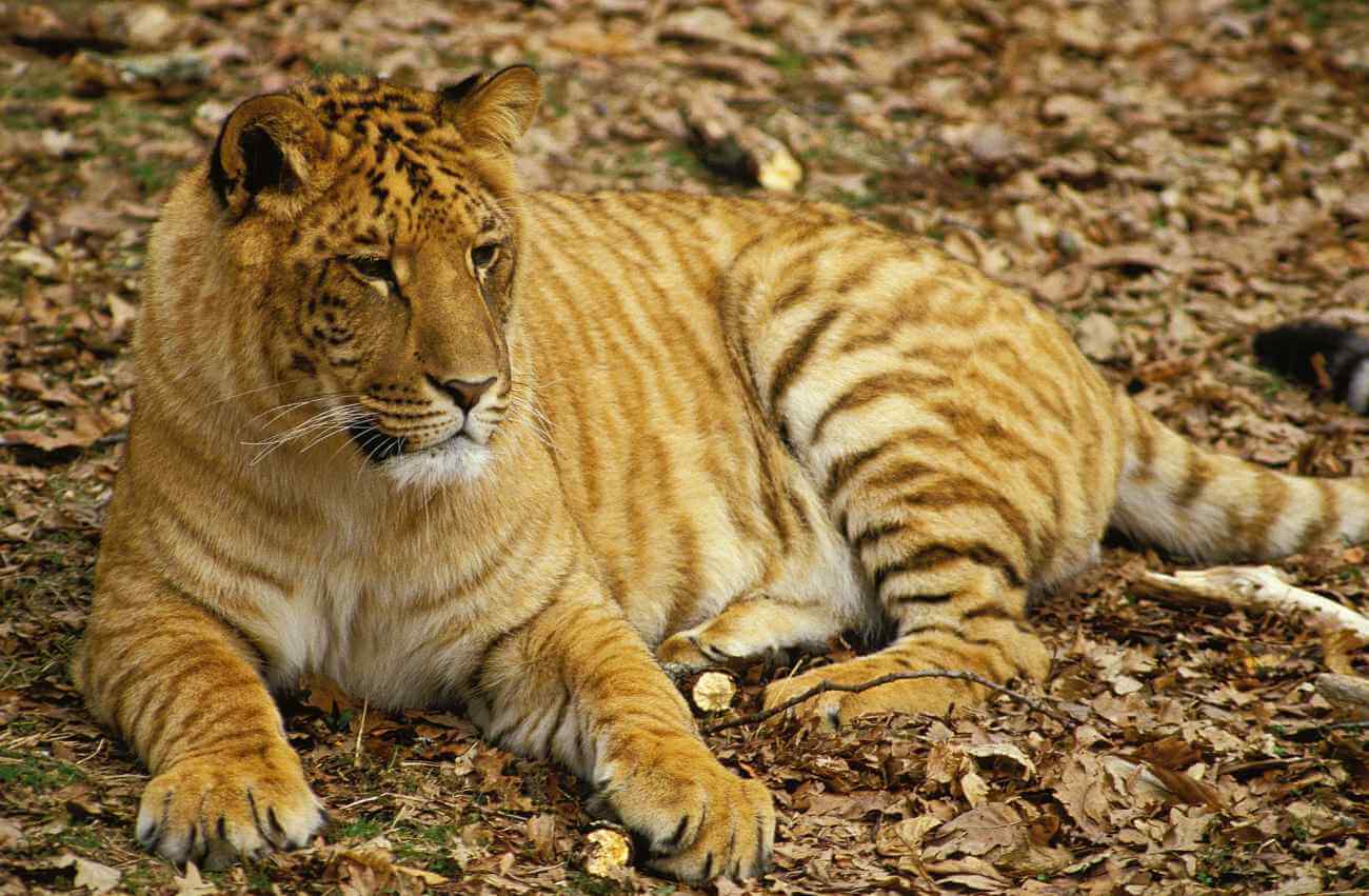 Tyglew – krzyżówka lwa i tygrysa. Co warto wiedzieć o hybrydzie?