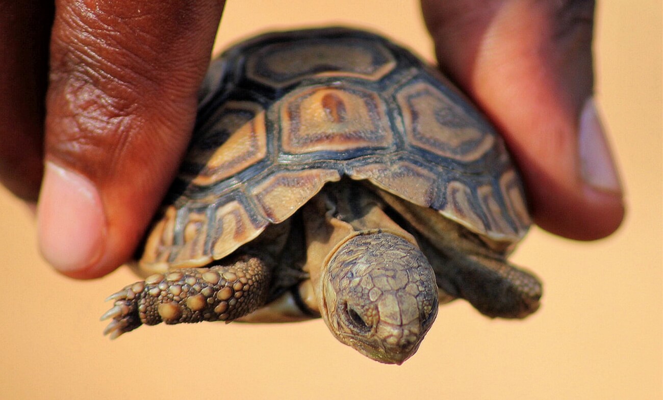 Żółw lamparci – co warto wiedzieć o tym gatunku?