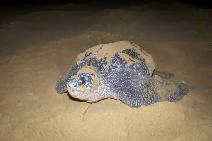 żółw skórzasty