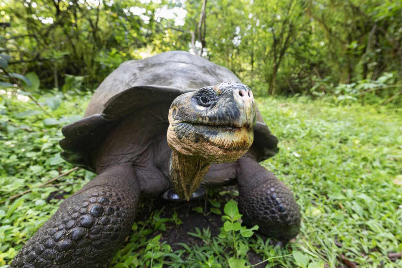 Żółw słoniowy – gigant z Galapagos