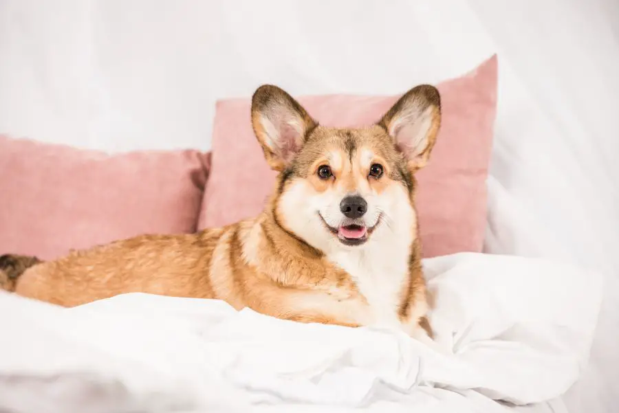 8. Corgi pembroke – maly pies na krotkich lapkach