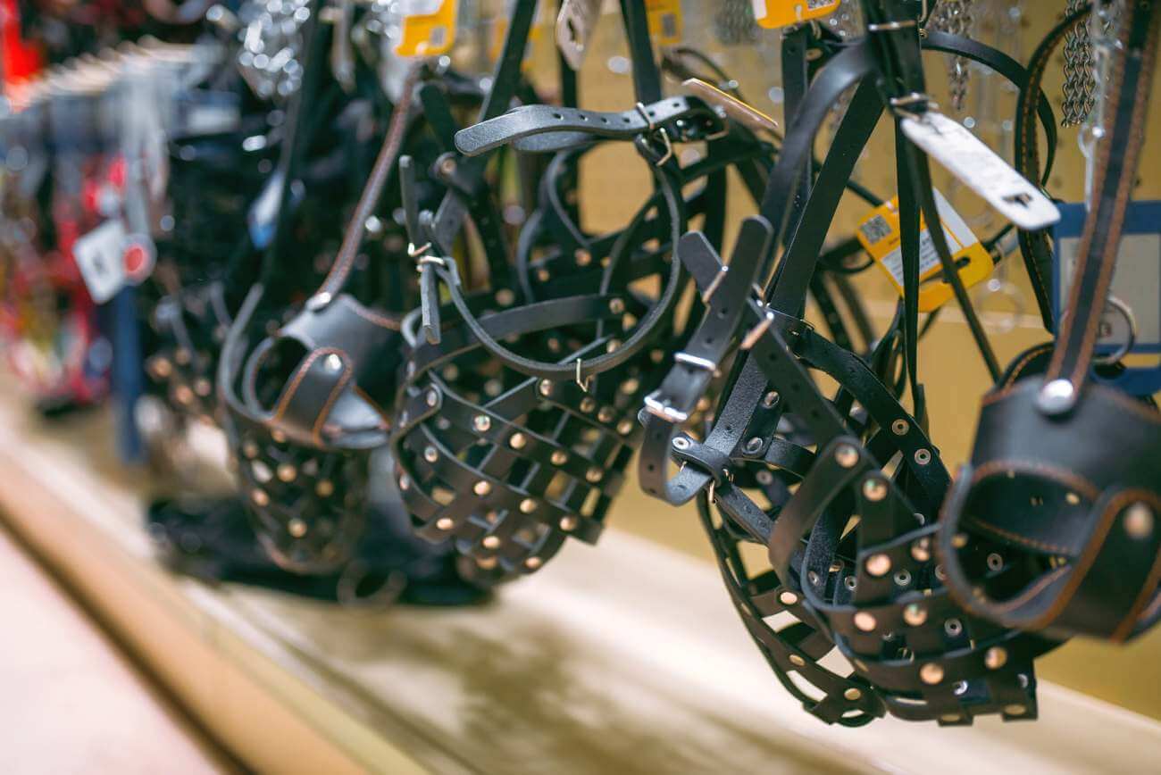 Jak przyzwyczaić psa do kagańca? Praktyczne wskazówki i bezstresowe metody