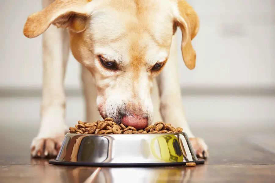 Głodny pies je suchą karmę z miski