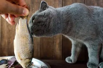 Czy karma dla kota powinna zawierac ryby