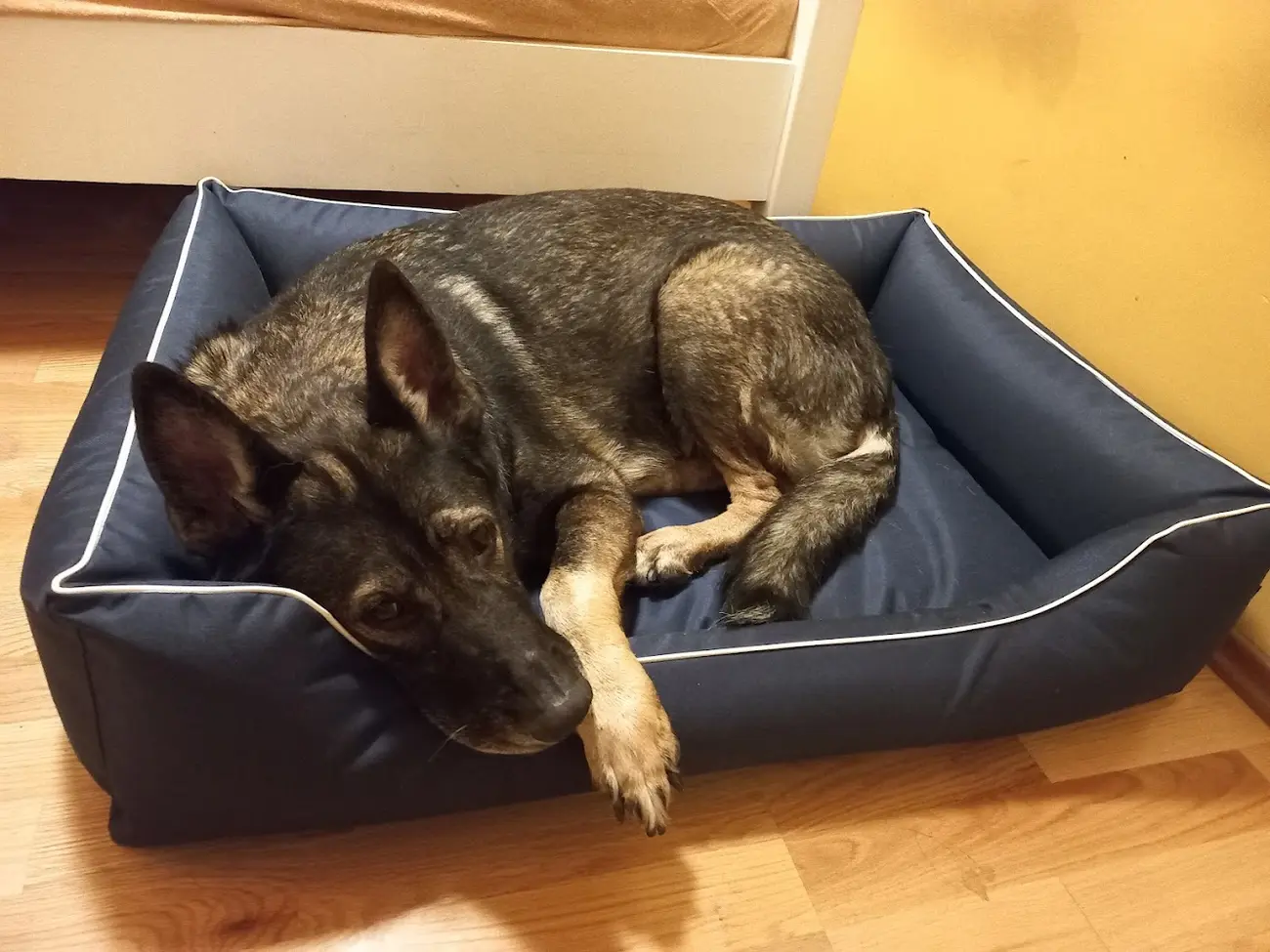 Legowisko: Od Szczeniaka do Seniora – Jak Trafić w Psie Potrzeby?