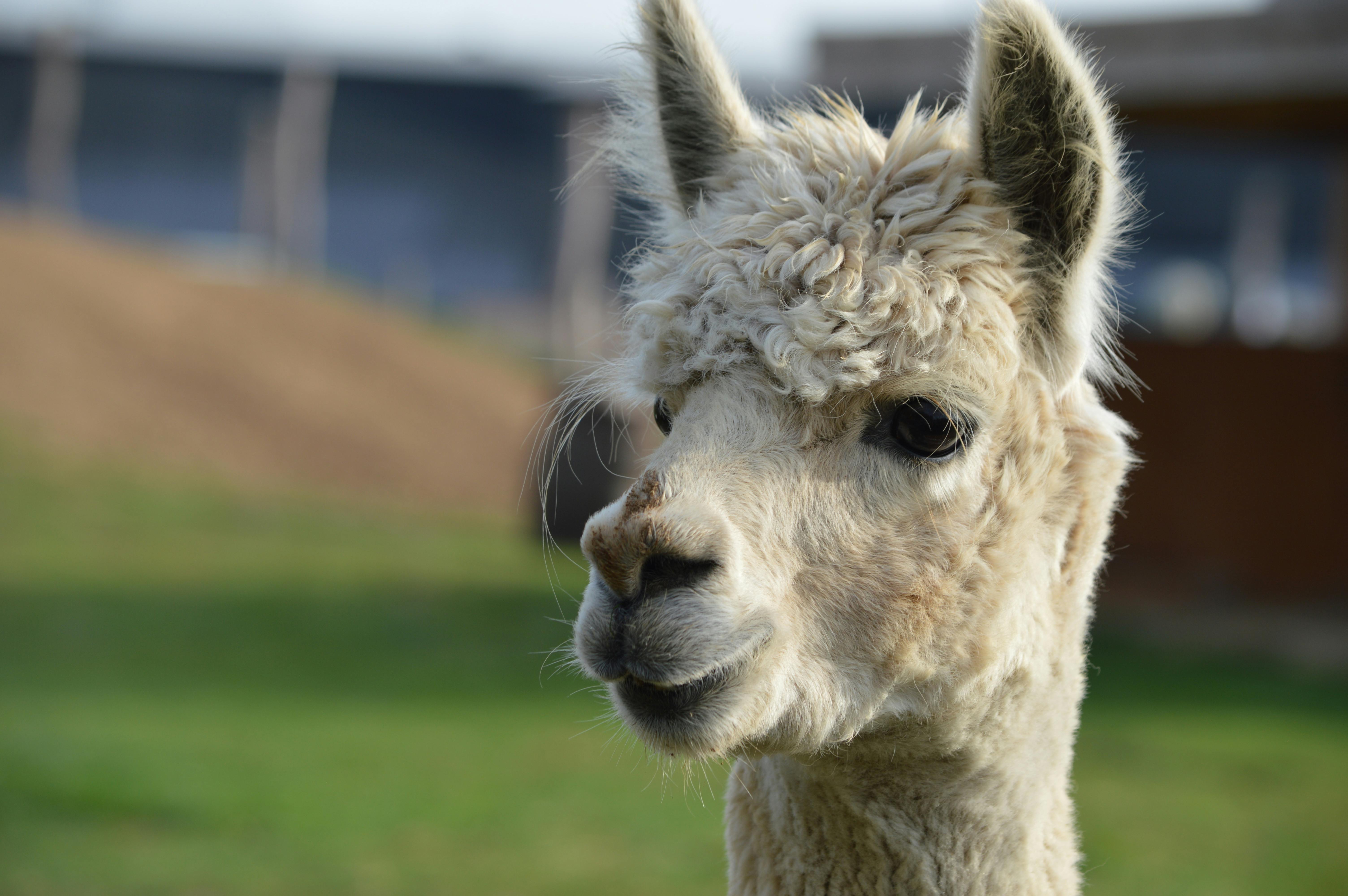 Jak zwierzęta wpływają na relaksację i dobre samopoczucie?