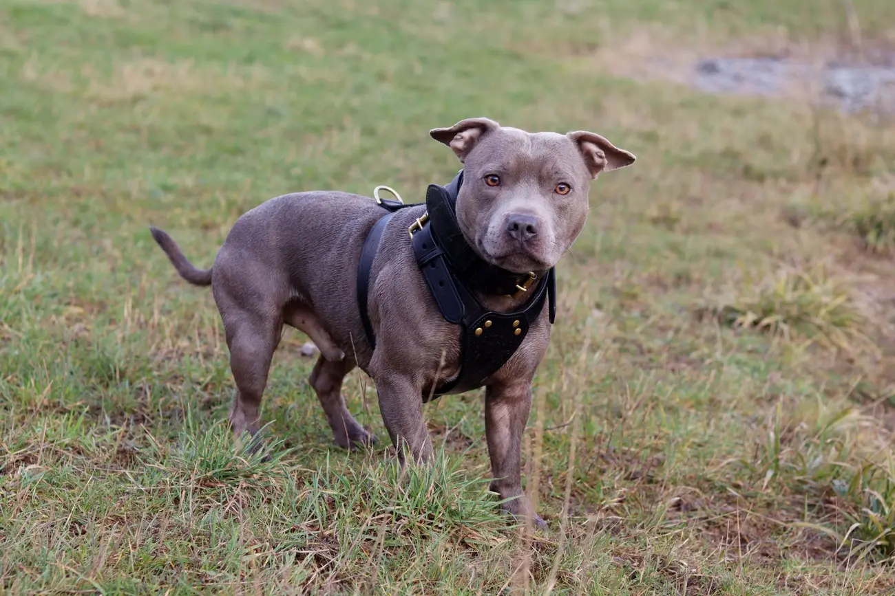 5 bledow w zakladaniu obrozy i szelek ktore popelnia wiekszosc wlascicieli psow 1