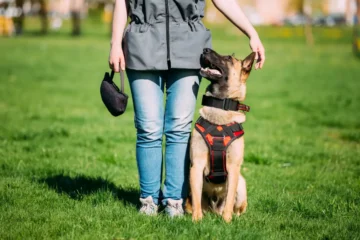 5 bledow w zakladaniu obrozy i szelek ktore popelnia wiekszosc wlascicieli psow