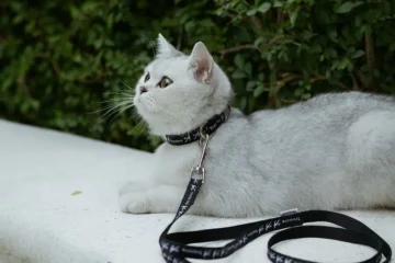 c4dccf3a 035e 4fa5 a073 912d38d919aa