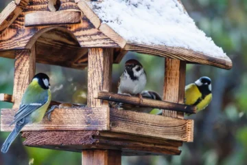 Strona główna 2 29 dokamianie ptakow zima