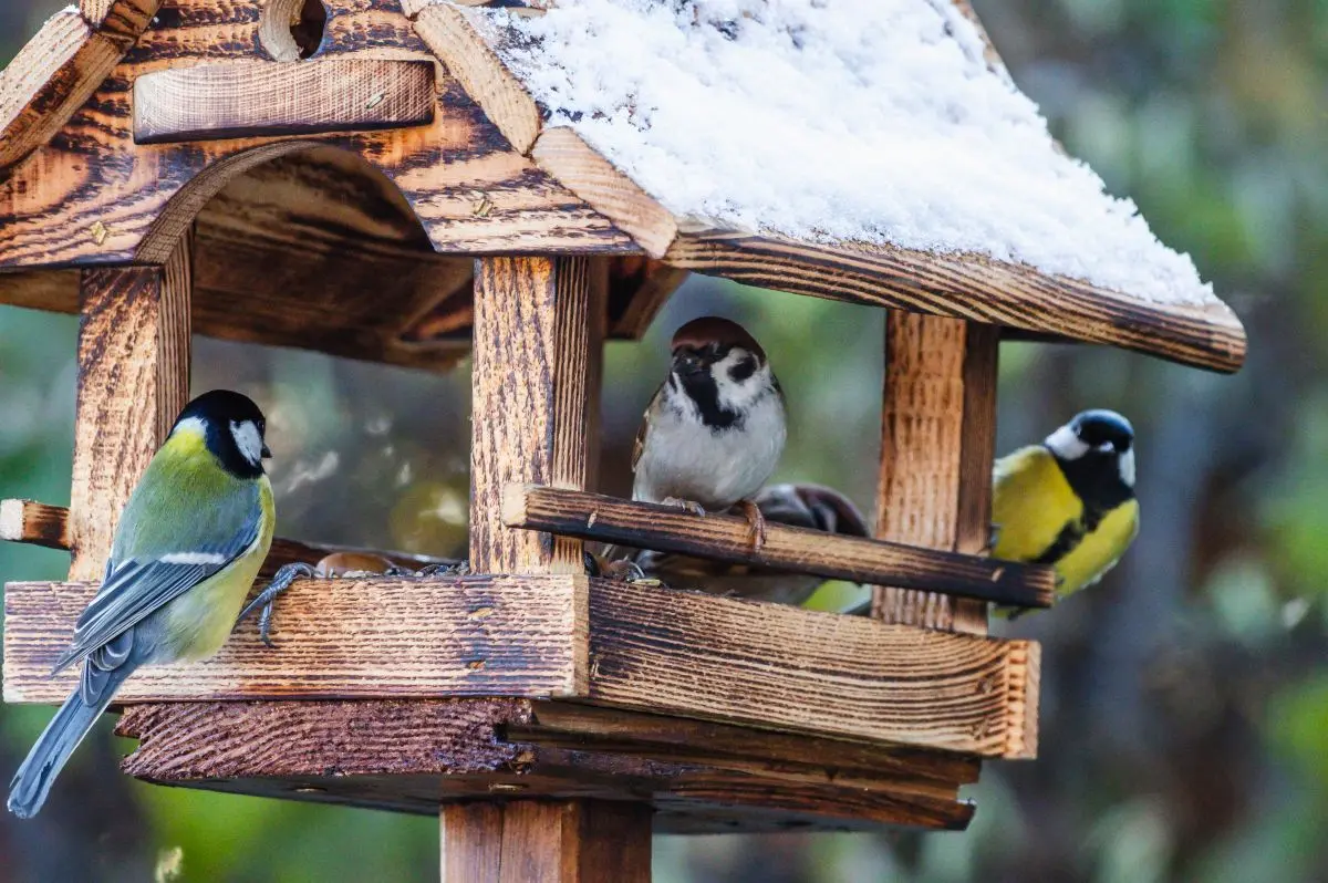 dokamianie ptakow zima