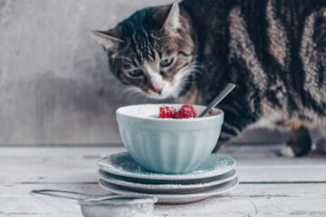 glowne kot przed miska z jedzeniem