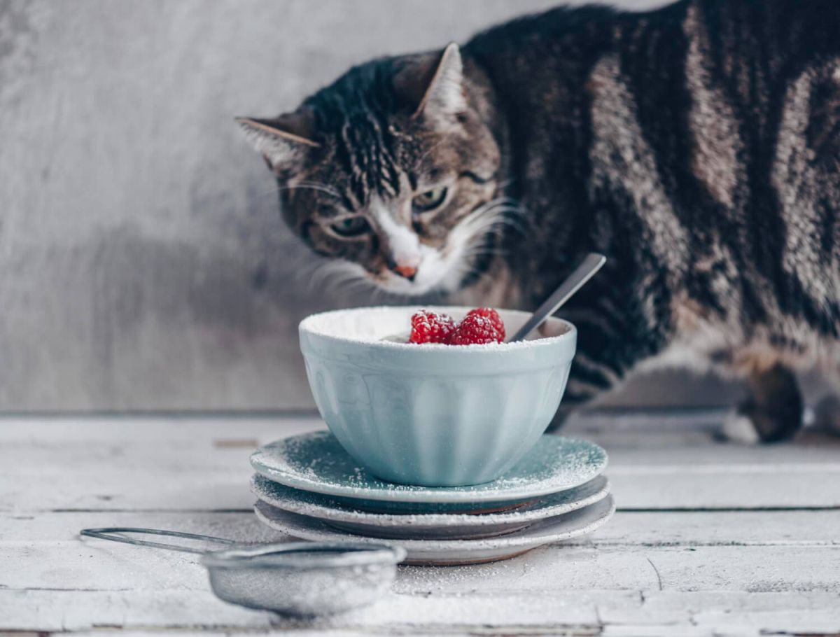 glowne kot przed miska z jedzeniem