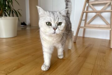 kotprawadowizerunkumaagroubezpieczenia