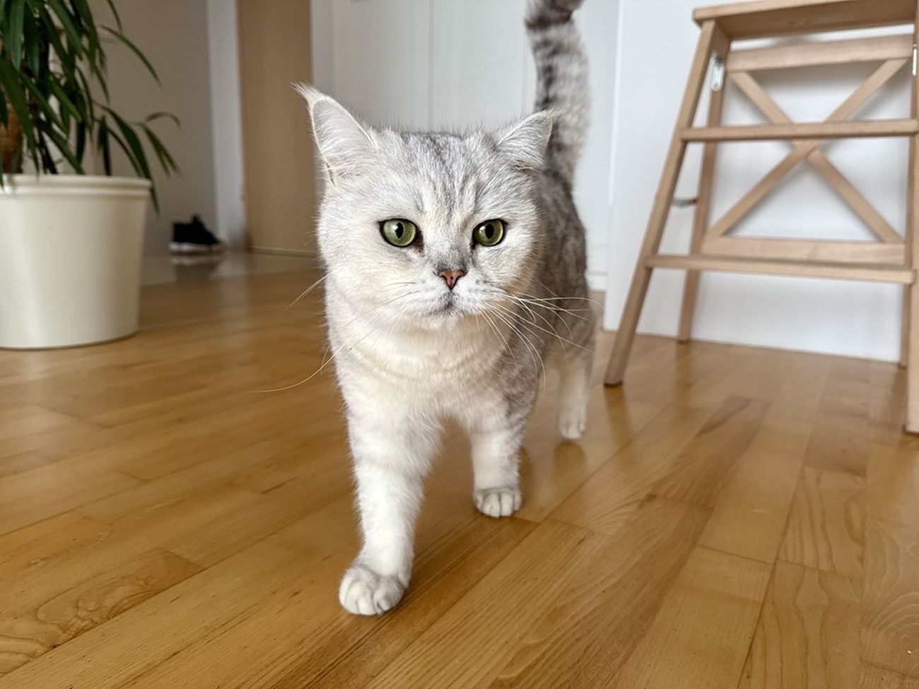 Ubezpieczenie NNW psa i kota bez dopłat w polisie mieszkaniowej