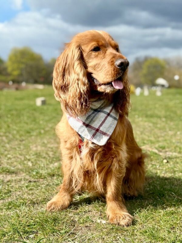 piesprawawizerunkemaagroubezpieczenia