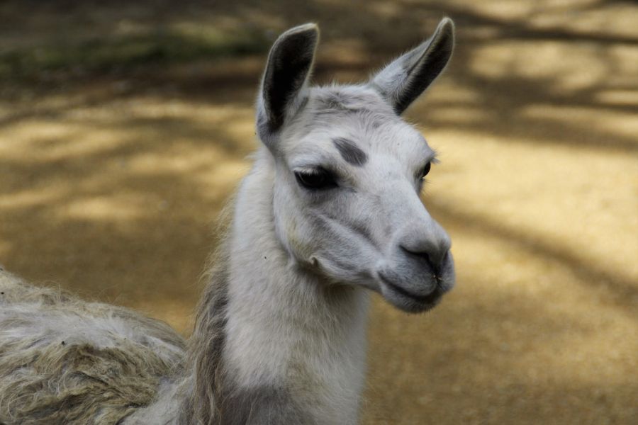 lama